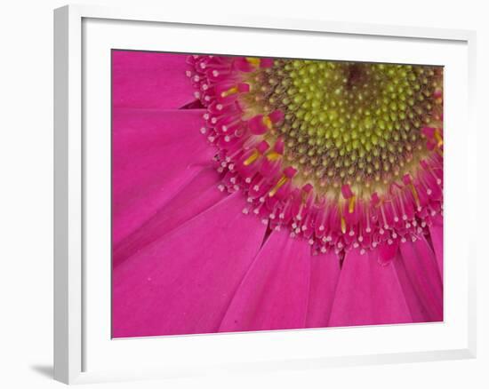 Gerbera, Shocking Pink, United Kingdom-Steve & Ann Toon-Framed Photographic Print