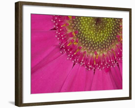 Gerbera, Shocking Pink, United Kingdom-Steve & Ann Toon-Framed Photographic Print