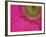 Gerbera, Shocking Pink, United Kingdom-Steve & Ann Toon-Framed Photographic Print