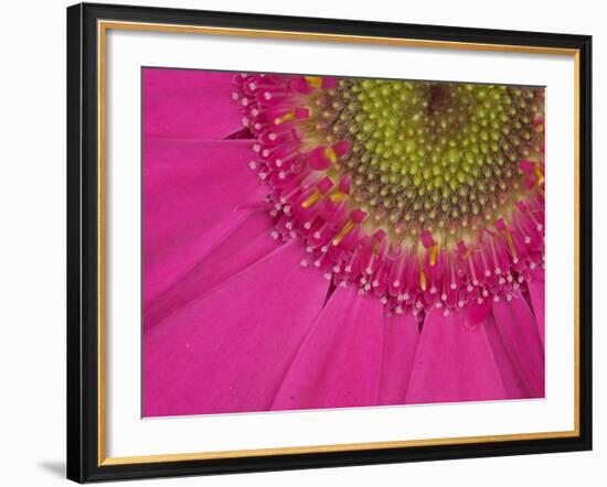 Gerbera, Shocking Pink, United Kingdom-Steve & Ann Toon-Framed Photographic Print