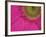 Gerbera, Shocking Pink, United Kingdom-Steve & Ann Toon-Framed Photographic Print