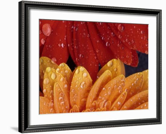 Gerbera with Water Drops-Daisy Gilardini-Framed Photographic Print