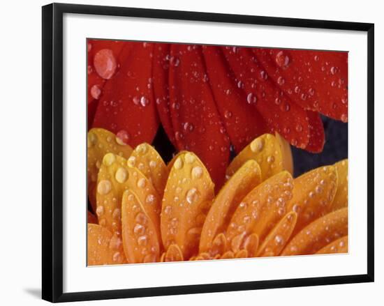 Gerbera with Water Drops-Daisy Gilardini-Framed Photographic Print