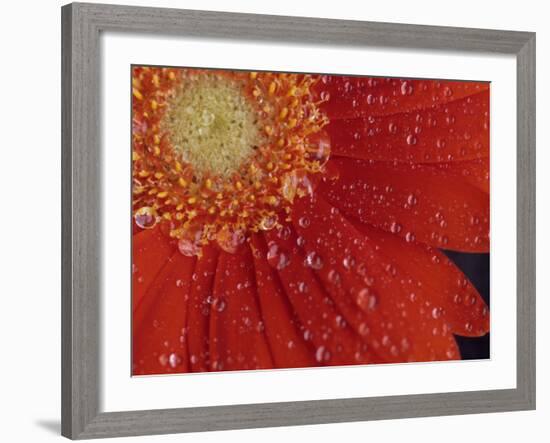 Gerbera with Water Drops-Daisy Gilardini-Framed Photographic Print