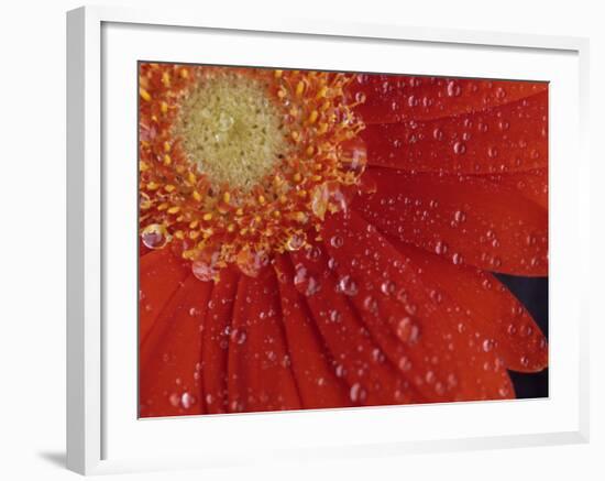 Gerbera with Water Drops-Daisy Gilardini-Framed Photographic Print