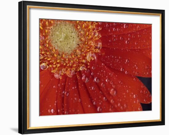 Gerbera with Water Drops-Daisy Gilardini-Framed Photographic Print