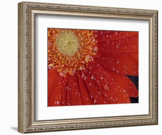 Gerbera with Water Drops-Daisy Gilardini-Framed Photographic Print