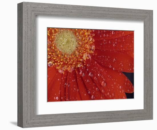 Gerbera with Water Drops-Daisy Gilardini-Framed Photographic Print