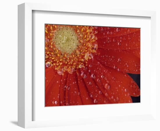 Gerbera with Water Drops-Daisy Gilardini-Framed Photographic Print
