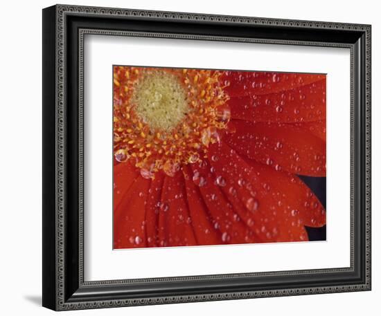 Gerbera with Water Drops-Daisy Gilardini-Framed Photographic Print