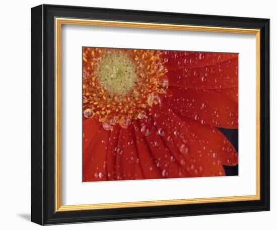 Gerbera with Water Drops-Daisy Gilardini-Framed Photographic Print