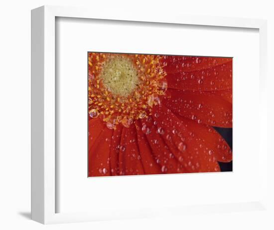 Gerbera with Water Drops-Daisy Gilardini-Framed Photographic Print