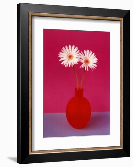 Gerbera-null-Framed Art Print