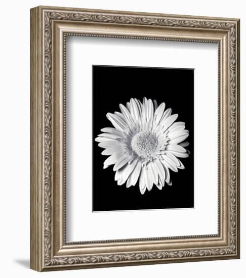 Gerbera-Sara Liu-Framed Art Print