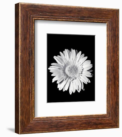 Gerbera-Sara Liu-Framed Art Print