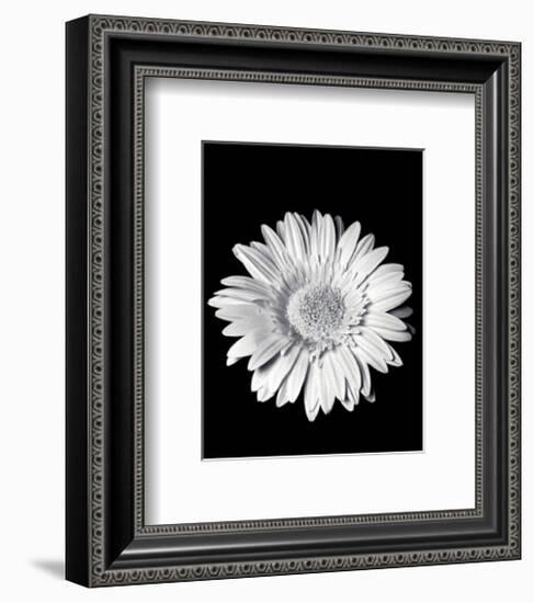 Gerbera-Sara Liu-Framed Art Print