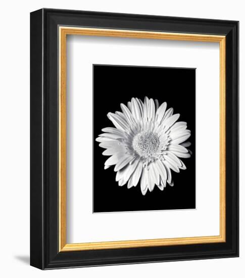 Gerbera-Sara Liu-Framed Art Print