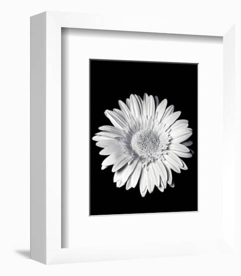 Gerbera-Sara Liu-Framed Art Print