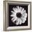 Gerbera-Bill Philip-Framed Giclee Print