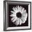 Gerbera-Bill Philip-Framed Giclee Print