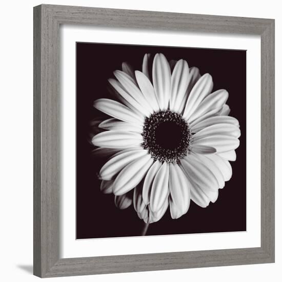 Gerbera-Bill Philip-Framed Giclee Print