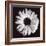 Gerbera-Bill Philip-Framed Giclee Print