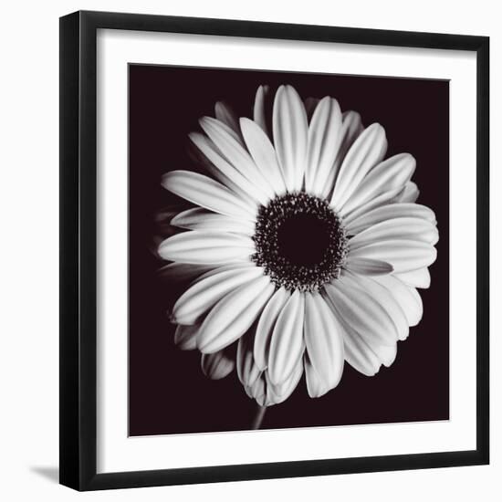 Gerbera-Bill Philip-Framed Giclee Print