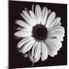 Gerbera-Bill Philip-Mounted Giclee Print