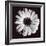 Gerbera-Bill Philip-Framed Giclee Print