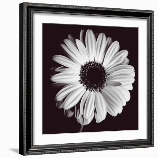 Gerbera-Bill Philip-Framed Giclee Print