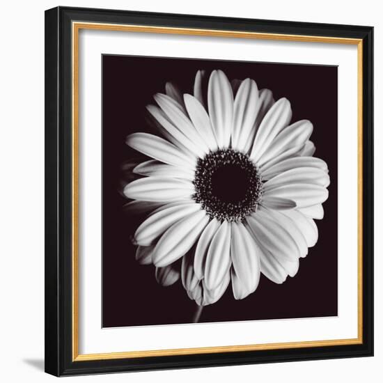 Gerbera-Bill Philip-Framed Giclee Print