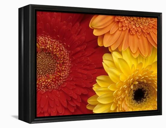 Gerbera-Daisy Gilardini-Framed Premier Image Canvas