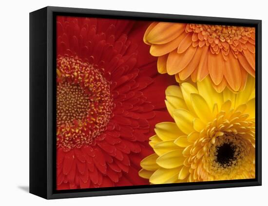 Gerbera-Daisy Gilardini-Framed Premier Image Canvas