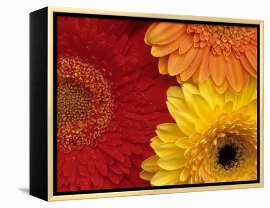 Gerbera-Daisy Gilardini-Framed Premier Image Canvas