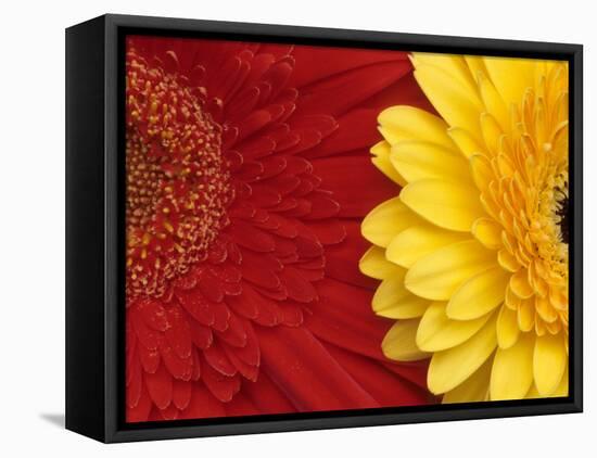 Gerbera-Daisy Gilardini-Framed Premier Image Canvas