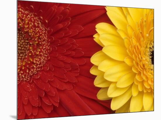 Gerbera-Daisy Gilardini-Mounted Photographic Print