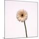 Premium Photographic Print