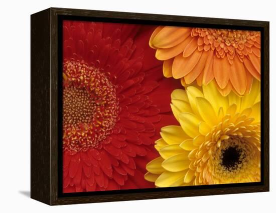 Gerbera-Daisy Gilardini-Framed Premier Image Canvas