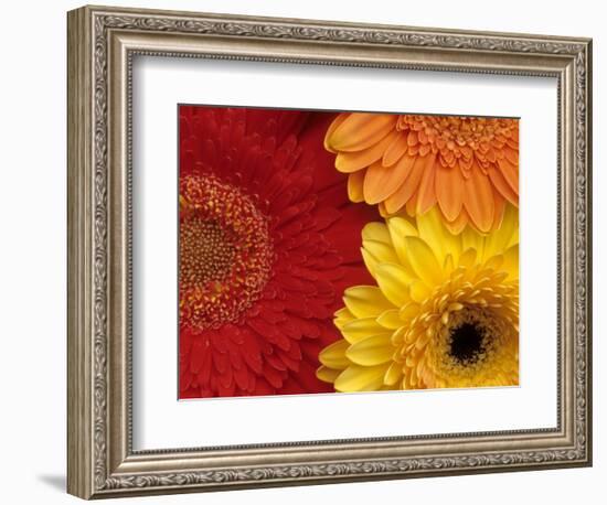 Gerbera-Daisy Gilardini-Framed Photographic Print