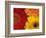 Gerbera-Daisy Gilardini-Framed Photographic Print