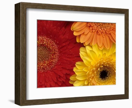 Gerbera-Daisy Gilardini-Framed Photographic Print