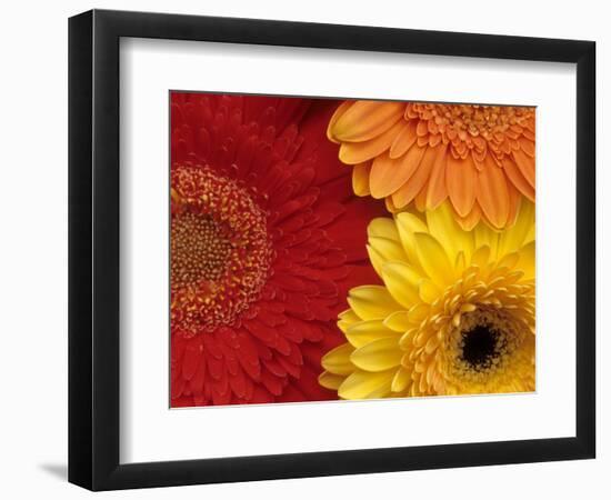 Gerbera-Daisy Gilardini-Framed Photographic Print