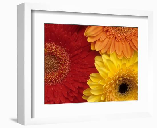 Gerbera-Daisy Gilardini-Framed Photographic Print