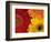 Gerbera-Daisy Gilardini-Framed Photographic Print