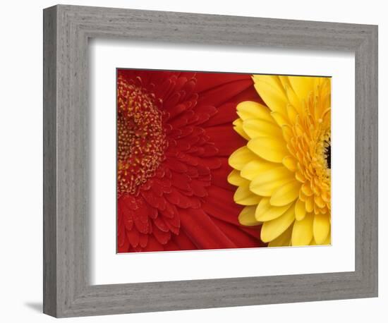 Gerbera-Daisy Gilardini-Framed Photographic Print