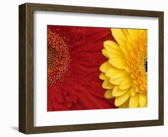 Gerbera-Daisy Gilardini-Framed Photographic Print