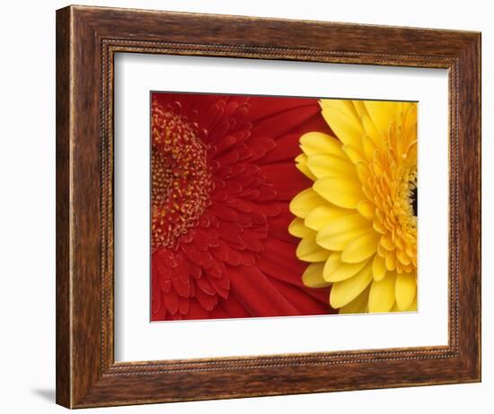 Gerbera-Daisy Gilardini-Framed Photographic Print