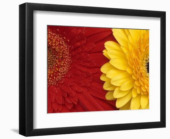 Gerbera-Daisy Gilardini-Framed Photographic Print