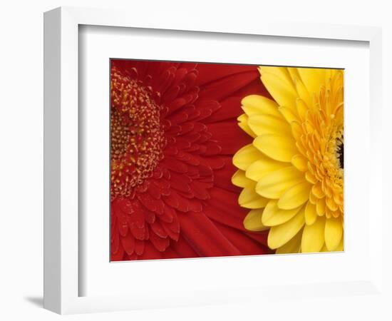 Gerbera-Daisy Gilardini-Framed Photographic Print