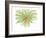 Gerbera-Jan Weiss-Framed Art Print